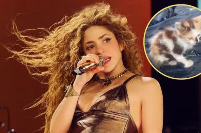 Señalan a Shakira por la muerte de 100 gatos en el Estadio Metropolitano de Barranquilla