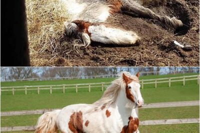 Poni que parecía muerto sorprende a todos con su increíble recuperación