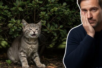 Un pequeño gato gris estaba sentado bajo un arbusto temblando. Al ver al hombre, abrió la boca e intentó maullar, pero no pudo.