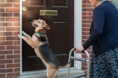EL PERRO QUE TOCABA EL TIMBRE CUANDO SU DUEÑA YA NO PODÍA