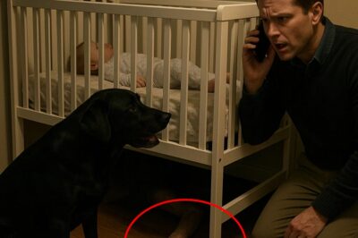 Desde el día en que trajeron al bebé a la casa, el perro negro llamado Mực se convirtió en guardián inquebrantable del cuarto. Al principio, Sơn y su esposa pensaron que era una buena señal: un perro que protege al bebé y vigila la puerta. Pero tras solo tres noches, esa paz se quebró.