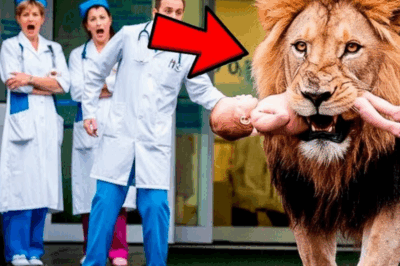 El parto increíble: un león entra al hospital con un bebé en sus fauces, dejando a la enfermera y a los médicos en shock.