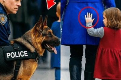 El instinto inquebrantable: Cómo el ladrido de un pastor alemán detuvo una red de tráfico de niños en el aeropuerto JFK