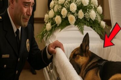 Oficial llora junto al ataúd de su K9, ¡hasta que un ladrido rompe el silencio y trae justicia!