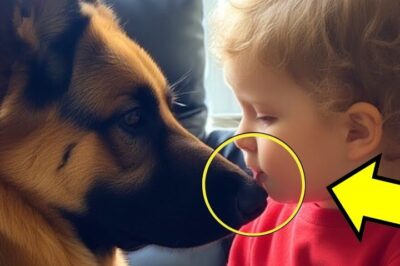 La niña besó al perro… y luego él hizo algo impactante.