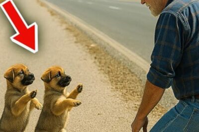 Dos cachorros de pastor alemán le pidieron ayuda a un extraño: ¡lo que descubrió rompió el corazón..