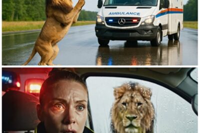 Un león detuvo una ambulancia pidiendo ayuda — lo que el médico descubrió después hizo llorar a todos.