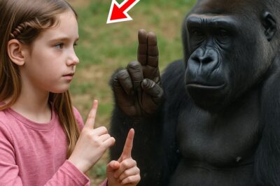 Una NIÑA SORDA ve a un gorila señando AYUDA… lo que descubrió IMPACTÓ a todos