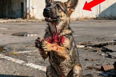 “Encontró a un cachorro temblando bajo la lluvia… minutos después, el destino los unió para siempre.”