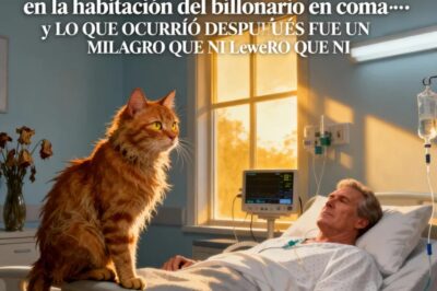 Un GATO CALLEJERO se COLÓ en la habitación del billonario en coma… y LO QUE OCURRIÓ DESPUÉS FUE UN MILAGRO QUE NI LOS MÉDICOS PUEDEN EXPLICAR…