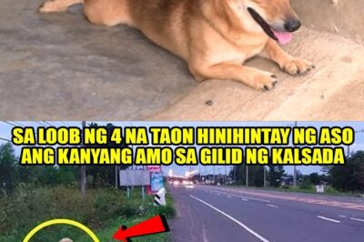 4 NA TAON NG HINIHINTAY NG ASO SA KANYANG AMO SA GILID NG KALSADA NAKA2GULAT ANG SUMUNOD NA NANGYARI