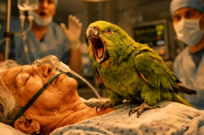 ¡NO LA OPEREN! GRITÓ EL LORO AL ENTRAR POR LA VENTANA… LO QUE PASÓ DESPUÉS DEJÓ A TODOS EN SHOCK