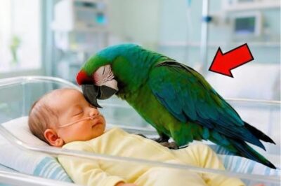 LORO VISITA A UN MORIBUNDO EN SUS ÚLTIMOS MOMENTOS — ¡SU ACTO DEJÓ A TODOS EN SHOCK!