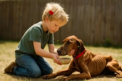 LO HUMILLARON POR SALVAR A UN PERRO ENFERMO… PERO EL ANIMAL HIZO ALGO INCREÍBLE DESPUÉS