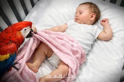 El papá iba a vender al loro por gritar toda la noche… ¡Pero la cámara térmica mostró lo que había