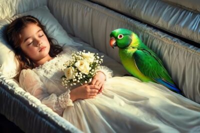 EL LORO NO SE SEPARÓ DEL ATAÚD DE LA NIÑA; ENTONCES LOS OFICIALES DESCUBRIERON ALGO ATERRADOR.