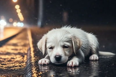 El cachorro suplicó ayuda a un hombre — ¡y lo que él mostró es increíble!