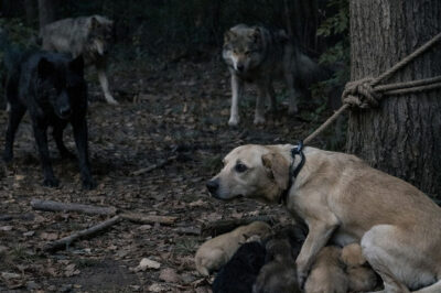 NADIE IMAGINÓ QUIÉN IBA A SER EL HÉROE ESA NOCHE…