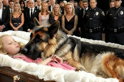 El perro policía no abandonó el ataúd de la niña… ¡