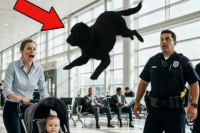 Perro policía salta al cochecito de un bebé en el aeropuerto | El hallazgo dejó a todos en shock