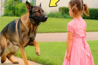 Nadie podía tocar a este pastor alemán tan agresivo… ¡Hasta que una mujer lo cambió todo…! | Parte 2