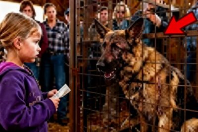 Una Niña Adoptó a un Perro Triste… Y Lo Que Él Hizo Después Dejó a Todos Llorando