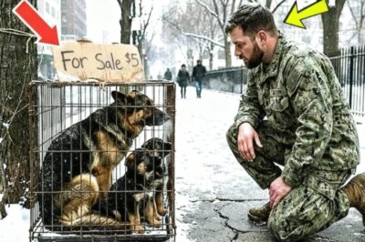 Un infante de marina de EE. UU. rescata a una perra K9 retirada y a sus cachorros que estaban…