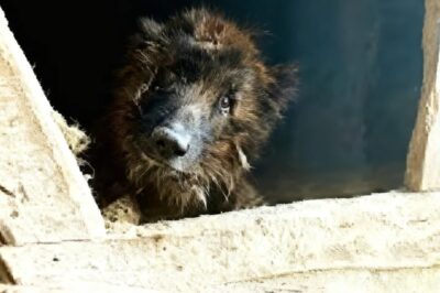 Enjaulado desde su nacimiento, lloró en el momento en que fue abrazado y amado…