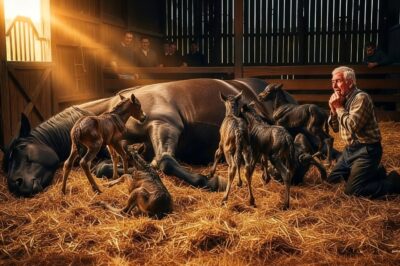 UN ANCIANO COMPRA YEGUA GIGANTE MORIBUNDA Y EMBARAZADA POR $40… SU PARTO DEJÓ A TODOS SIN PALABRAS…