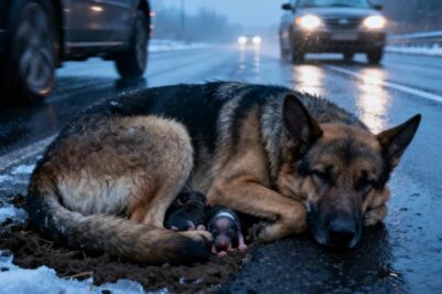 Una pastora alemana callejera protege a sus cachorros en una calle concurrida: la historia detrás de