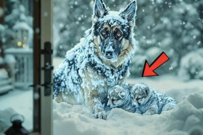 Un pastor alemán se queda paralizado con dos cachorros. La decisión del hombre de abrir la puerta te