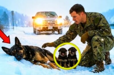 Un marine estadounidense y su compañero K9 fueron expulsados por sus suegros y terminaron descub….