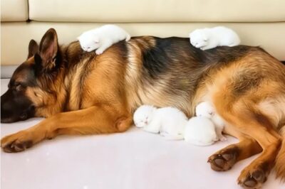 “Un pastor alemán dio a luz — pero los médicos pronto se dieron cuenta de que no eran cachorros.”