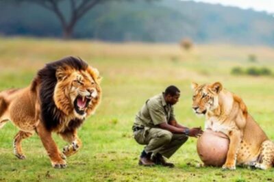 Este León No Se Alejaba de Su Pareja Embarazada… Lo Que Hicieron Los Humanos Te Romperá El Corazón