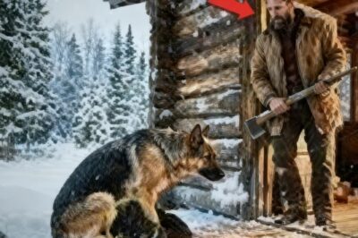 “Una perra K9 retirada y moribunda se arrastró hasta la cabaña de un veterano… lo que sucedió…….