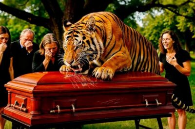 Todos Lloraban en El Funeral… Hasta Que Apareció Un Tigre Y Ocurrió Algo Inexplicable