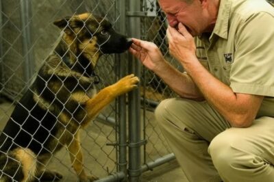 Un cachorro de pastor alemán lloró cuando reconoció a un hombre en el refugio, pero algo triste…