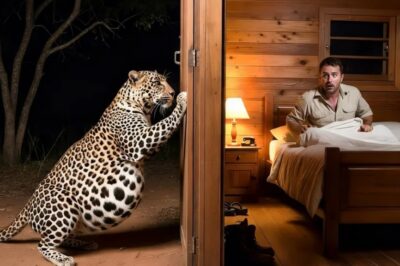 Una leopardo embarazada llama a la puerta de un guardabosques en busca de ayuda. ¡El final es increíblemente impactante!