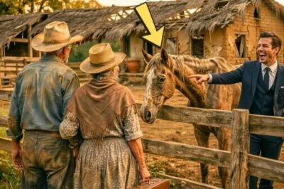 El Hijo Se Burló De Ellos Por Comprar Un Terreno Baldío Con Un Caballo Cansado… Pero No Se Rindieron