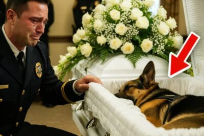 Un oficial lloró junto al ataúd de su perro K9; ¡entonces un ladrido rompió el silencio y trajo de