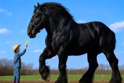 NIÑO DE LA CALLE COMPRA UN CABALLO POR 1 DÓLAR, PERO ERA UNA RAZA RARA EXTINTA HACE AÑOS…