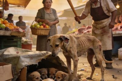 THE STRAY DOG STOLE A CHICKEN LEG IN BROAD DAYLIGHT—BUT WHAT SHE WAS HIDING LEFT EVERYONE SPEECHLESS