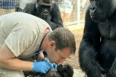 Un Bebé Gorila Dejó de Respirar | Lo Que Hizo el Padre Mientras lo Salvaban Te Hará Llorar