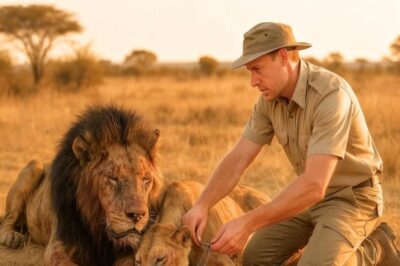 Encontró a un león y una leona al borde de la muerte — su pedido de ayuda lo cambió todo.