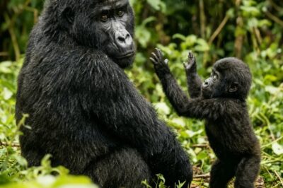 La madre gorila no entendía por qué su bebé no la seguía… hasta que el fotógrafo lo descubrió