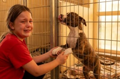 Una niña que nunca hablaba miró a un perro adoptado… lo que pasó después dejó a todos sin palabras