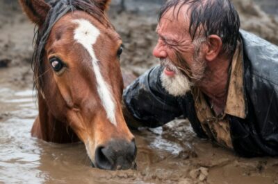 CABALLO ATRAPADO EN EL BARRO, HASTA QUE UN INDIGENTE DE 78 AÑOS HACE LO INIMAGINABLE