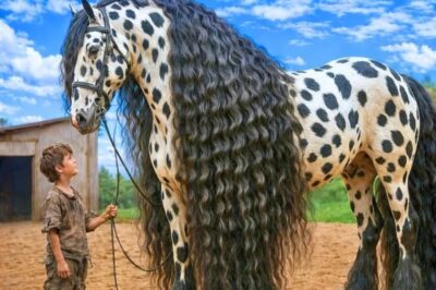 NIÑO DE LA CALLE COMPRA POR ACCIDENTE EL CABALLO MÁS RARO DEL MUNDO, Y LO QUE SUCEDIÓ…