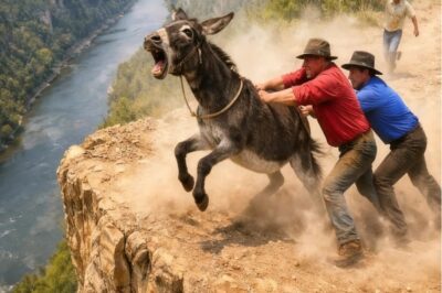 El Burro Inútil Iba a Ser Lanzado del Acantilado… Hasta que un Granjero GRITÓ…