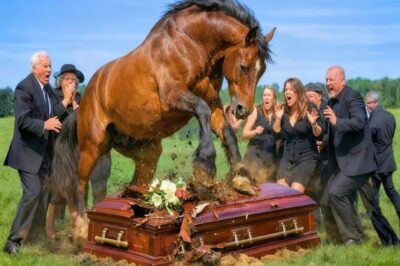 EL CABALLO COMENZÓ A PISOTEAR EL ATAÚD DE SU DUEÑO EN EL FUNERAL, Y LO QUE SUCEDIÓ…